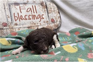 Woodrow - Labradoodle for sale