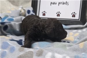 Wren - puppy for sale