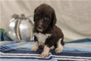 Woodrow - Labradoodle for sale