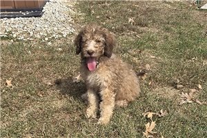 Wolf - Labradoodle for sale
