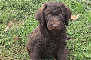 Wesley - Labradoodle for sale