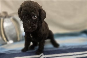 Wren - Labradoodle for sale