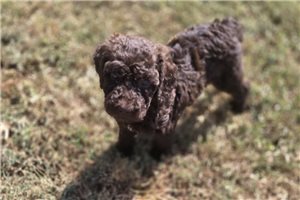 Wren - Labradoodle for sale