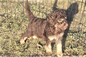 William - Labradoodle for sale