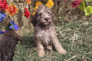 Wolf - puppy for sale