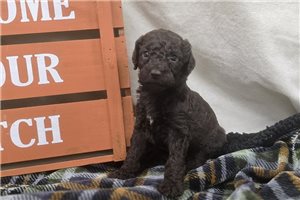 Wren - Labradoodle for sale