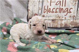 Walter - Labradoodle for sale