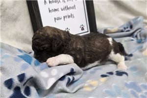 Weston - puppy for sale