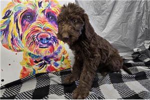 Tawny - Labradoodle for sale