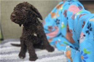 Wren - Labradoodle for sale