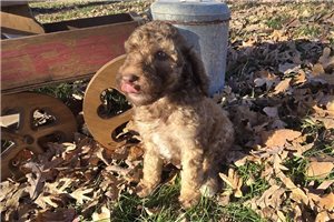 Santiago - puppy for sale