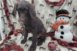 Slate - puppy for sale