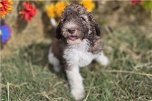 Weston - puppy for sale