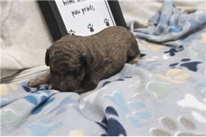 Wolf - puppy for sale