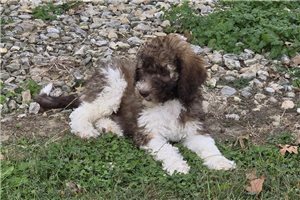 Weston - Labradoodle for sale