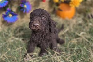 Wesley - Labradoodle for sale