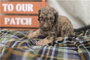 Wolf - Labradoodle for sale