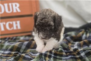 Weston - Labradoodle for sale