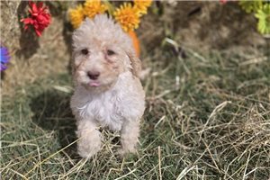 Winter - Labradoodle for sale