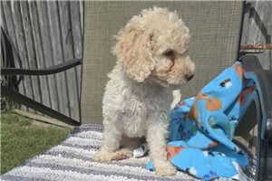 Walter - Labradoodle for sale