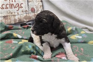Weston - Labradoodle for sale