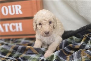 Winter - Labradoodle for sale