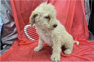 Toby - Labradoodle for sale