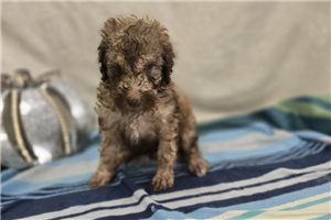 Wolf - Labradoodle for sale