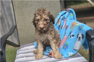 Wolf - Labradoodle for sale