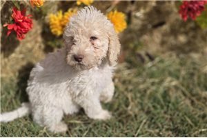 Walter - puppy for sale