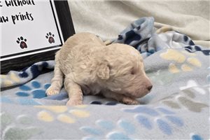 Winter - puppy for sale