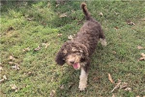 William - Labradoodle for sale