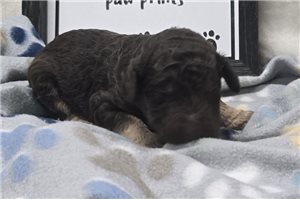 William - puppy for sale