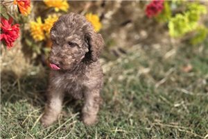 Wayne - Labradoodle for sale