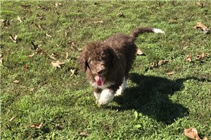 Woodrow - Labradoodle for sale