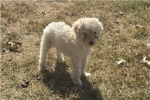Walter - Labradoodle for sale