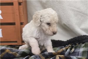 Walter - Labradoodle for sale