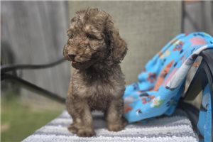 Wayne - Labradoodle for sale