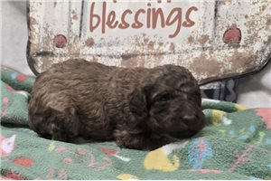 Wolf - Labradoodle for sale
