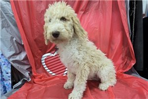 Stetson - puppy for sale