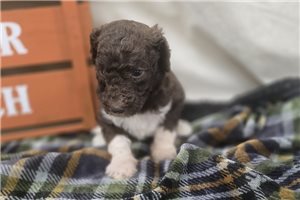 Woodrow - Labradoodle for sale
