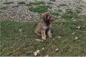 Wayne - Labradoodle for sale