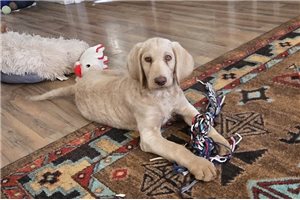 Turner - Labradoodle for sale