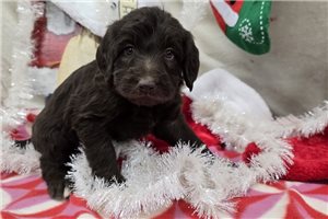 Theodore - Labradoodle for sale