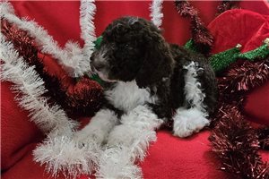 Sebastian - Labradoodle for sale