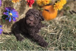 Wren - Labradoodle for sale