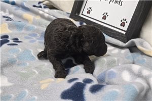 Wesley - puppy for sale