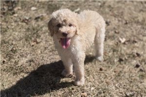 Winter - Labradoodle for sale