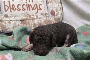 Wayne - Labradoodle for sale
