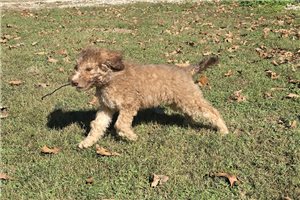Wolf - Labradoodle for sale